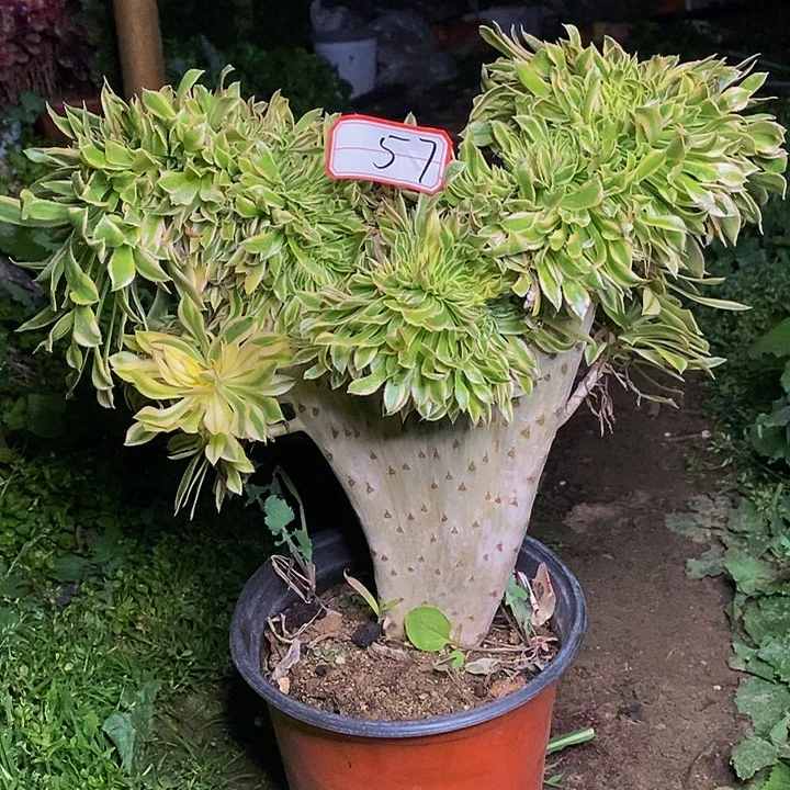 夕颜缀化老桩57号