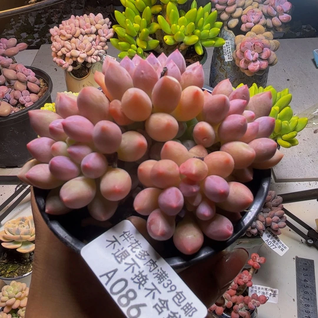 桃花奶酪086/7cm多肉