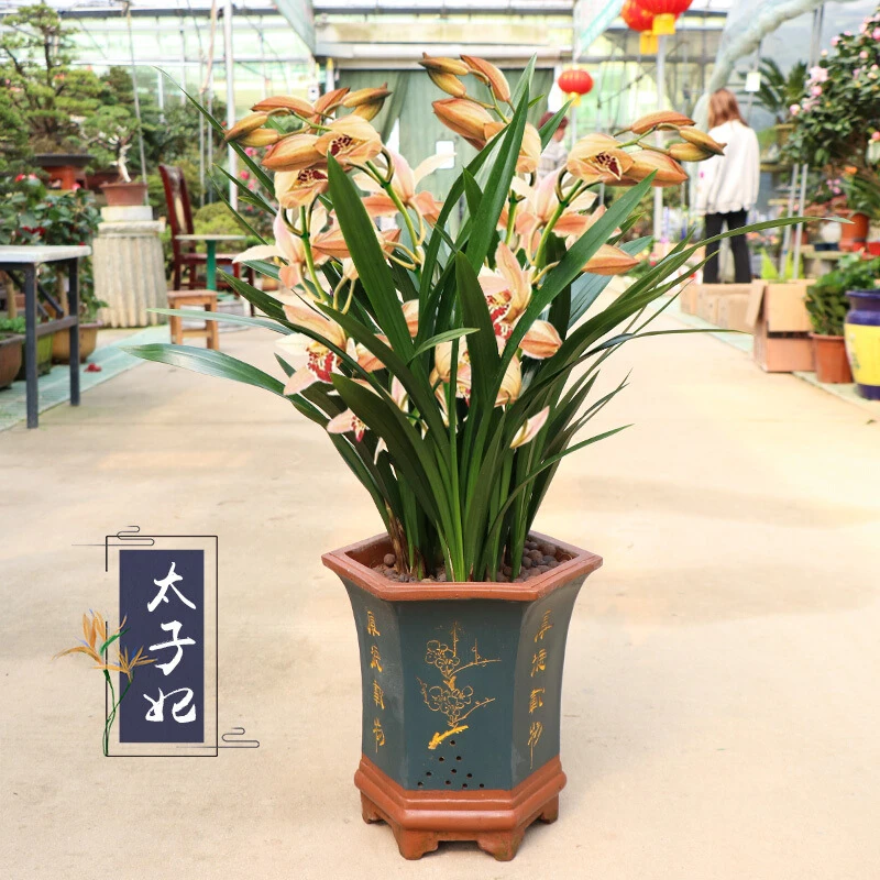 兰花名贵花卉兰花浓香型兰花苗墨兰春兰建兰四季兰花室内花卉绿植