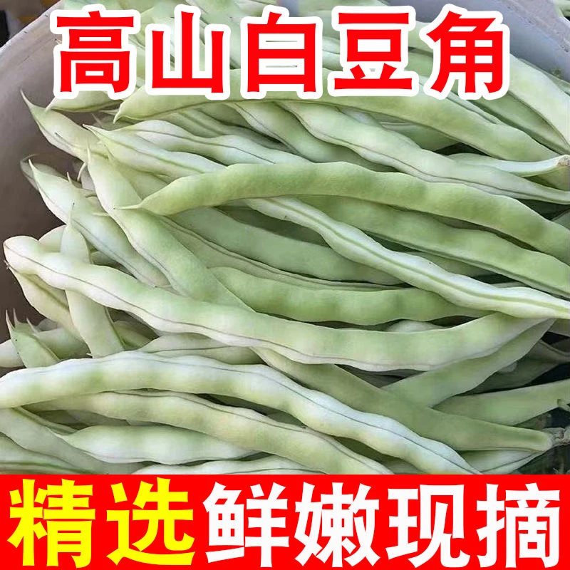 【头茬露天】白不老云南高山露天豆角白大架新鲜当季蔬菜白芸豆现摘