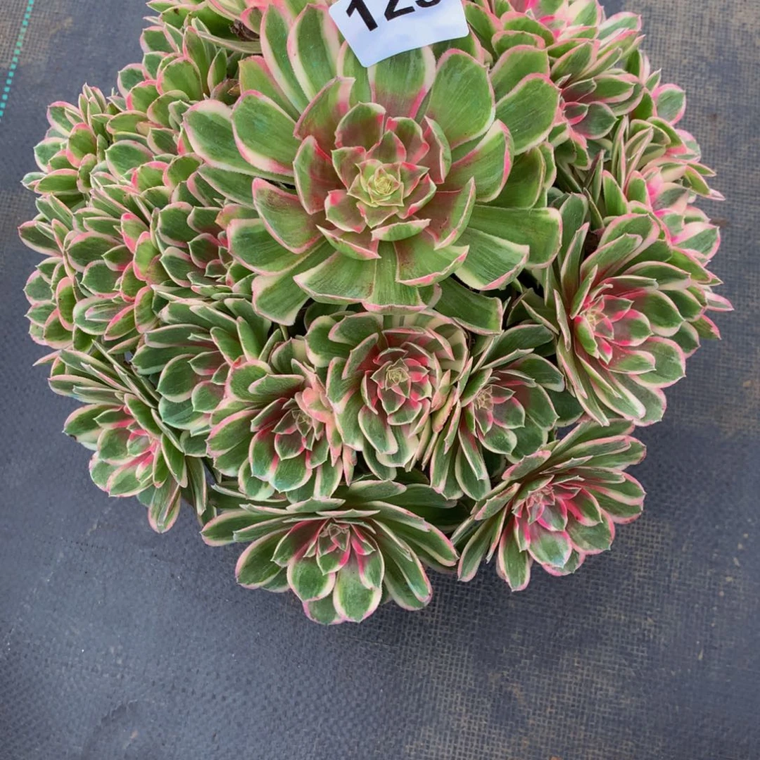 钰***业法师多肉植物129海王