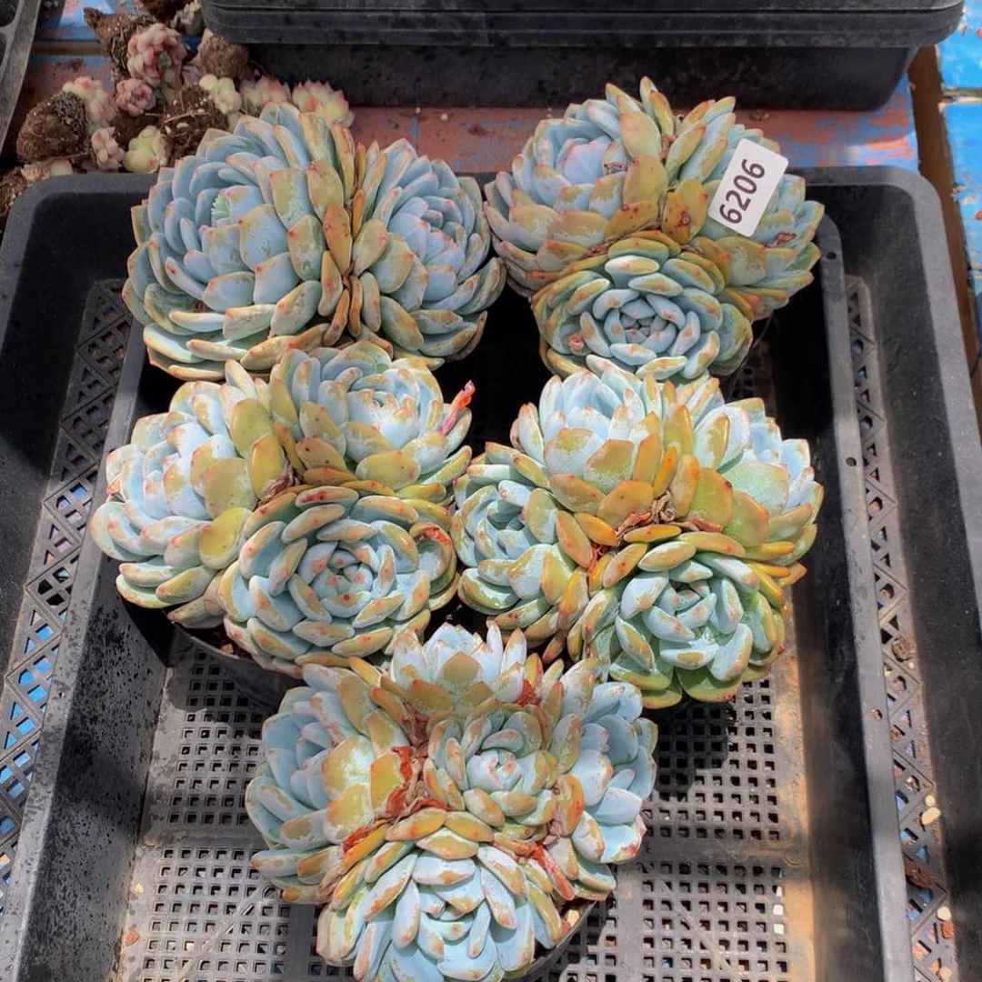 6206五个嗯嗯嗯嗯好喜欢