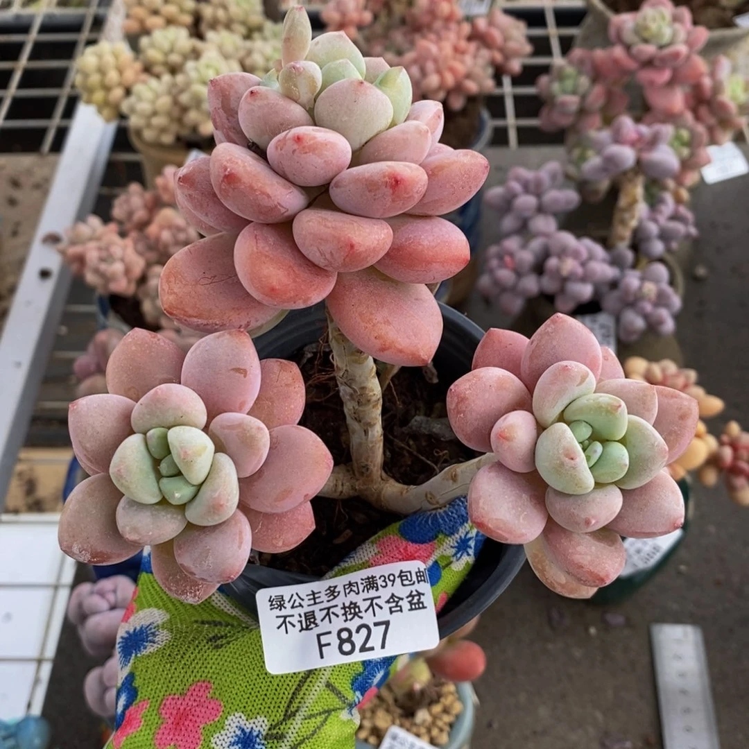 樱花洛神827/10c m