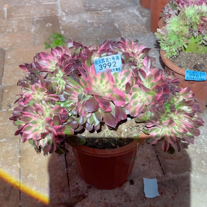 香妃缀3992多肉植物