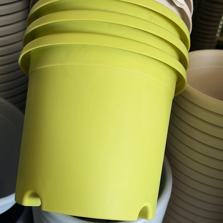 四季3号果绿无托10个特价