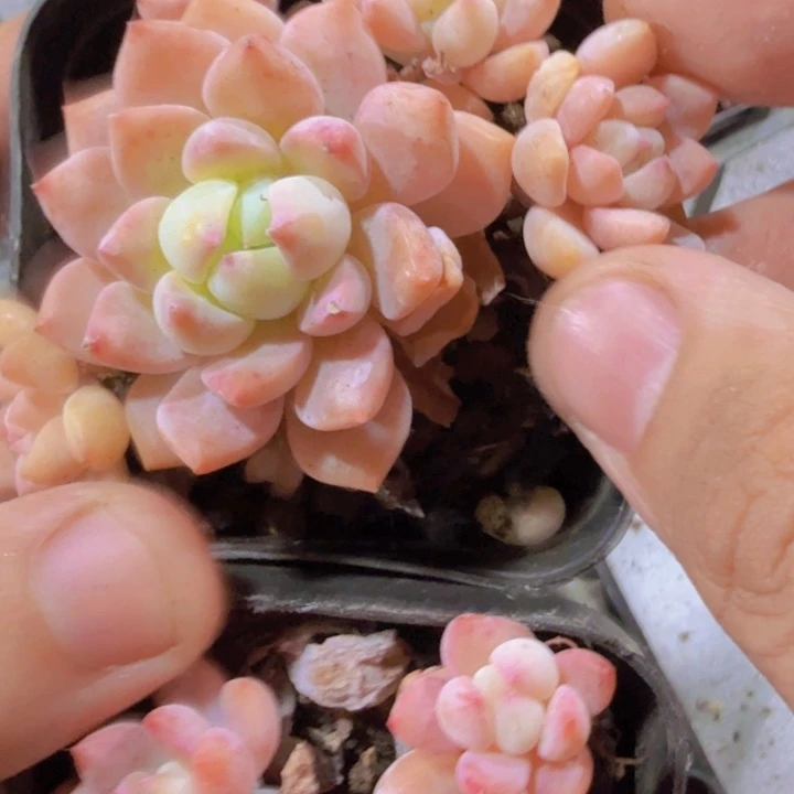 新品粉曼一颗福利