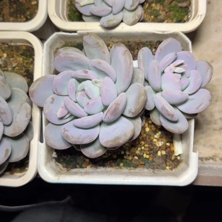 米雪奶 双头 一物一拍