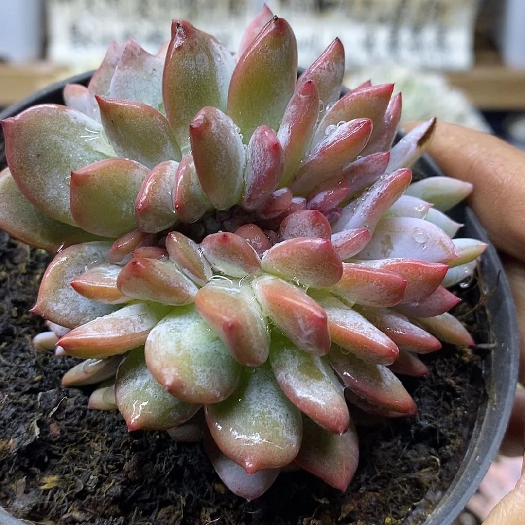 11134 星星橙缀化