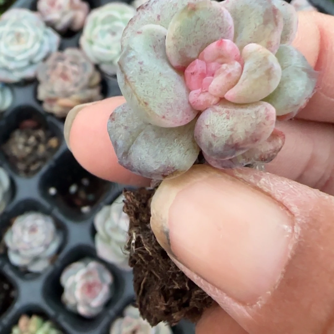 小卡拉米糖心一物一拍