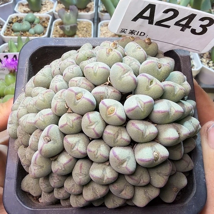 243。满38包邮肉锥