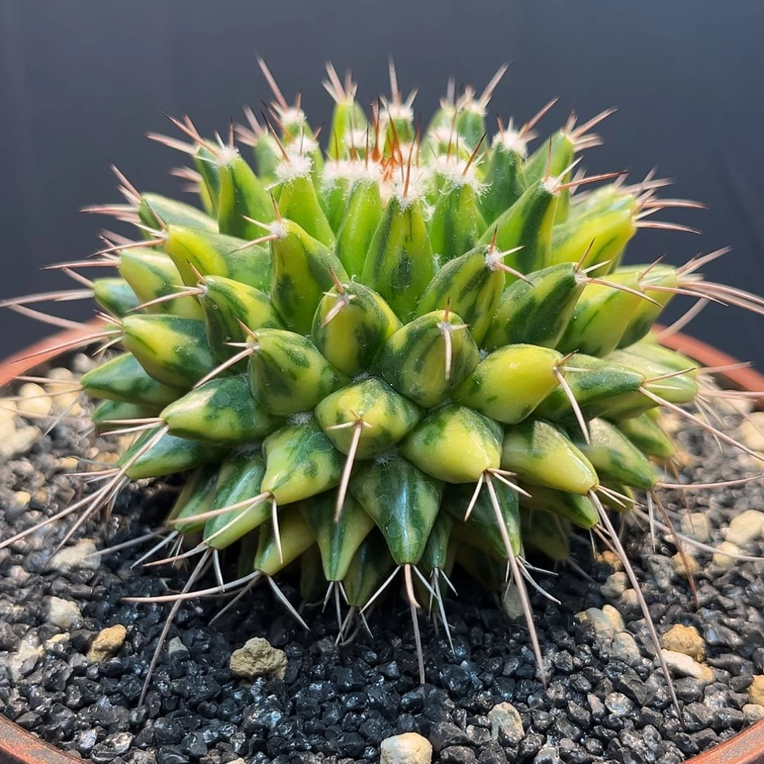 影清锦Zzzzzzzzzzzzzzz