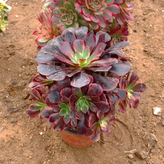 无花朵367多肉植物组合2棵无售后