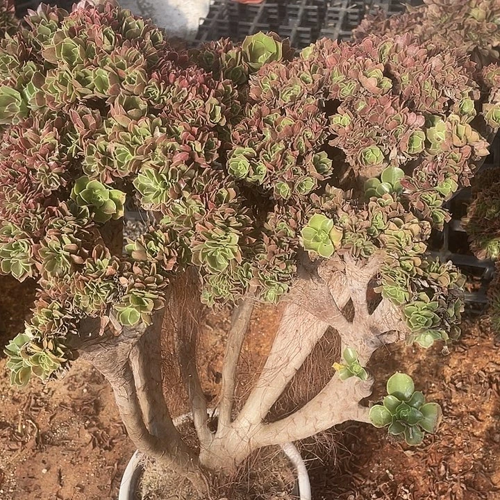 B211柠檬自然朵朵白桩高腿50-1脱土包邮