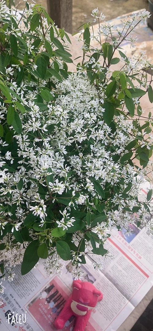 夏季开花耐寒好养护庭院观赏植物