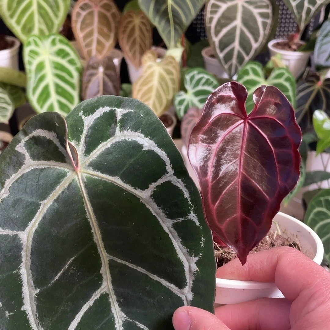 完全开放红水晶花烛