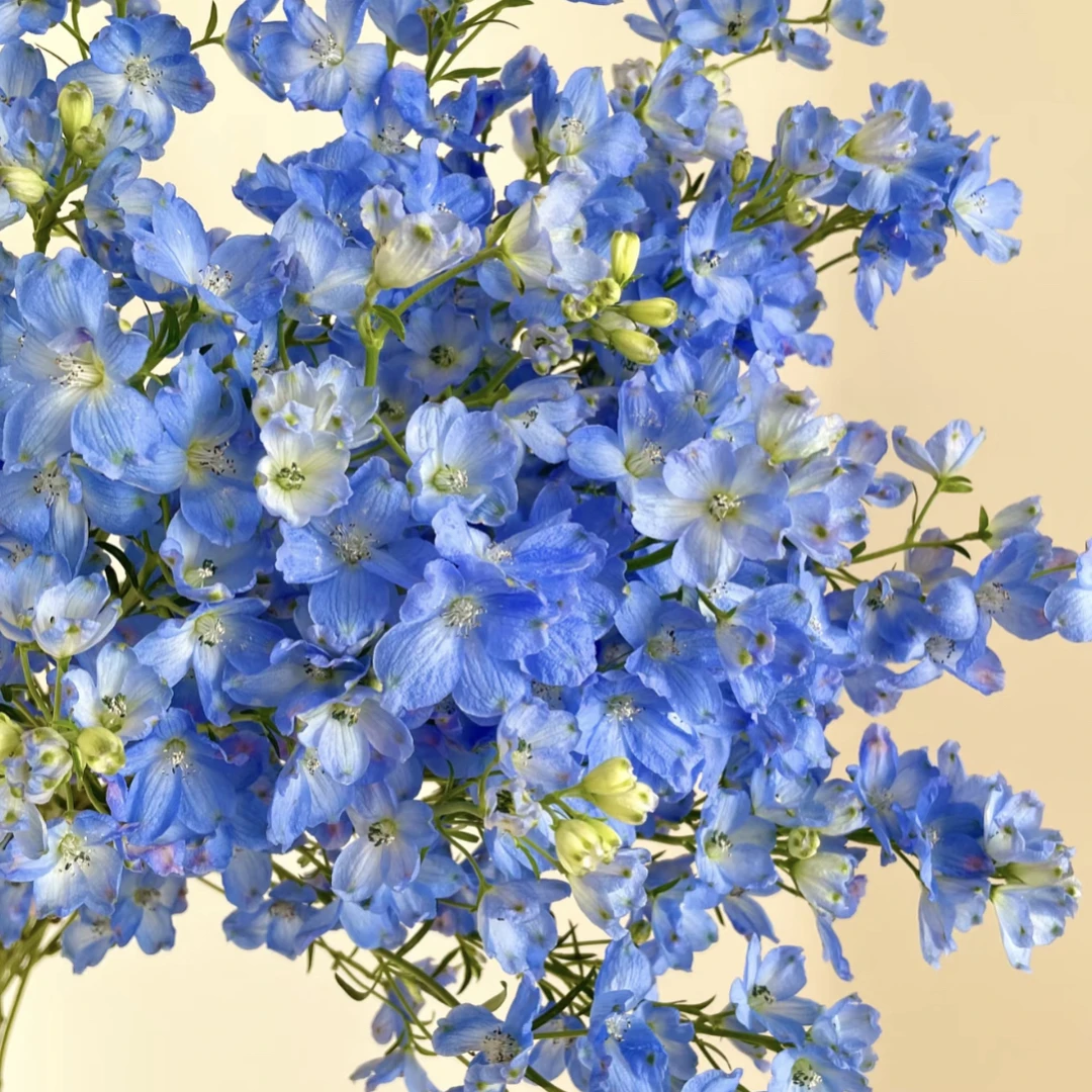 浅蓝➕深蓝-小飞燕（任意两单包邮）鲜花