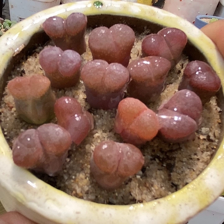 16533编号风铃一颗