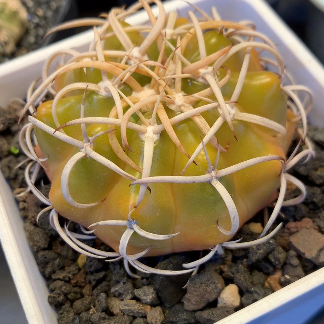 用****0专拍一物一拍。