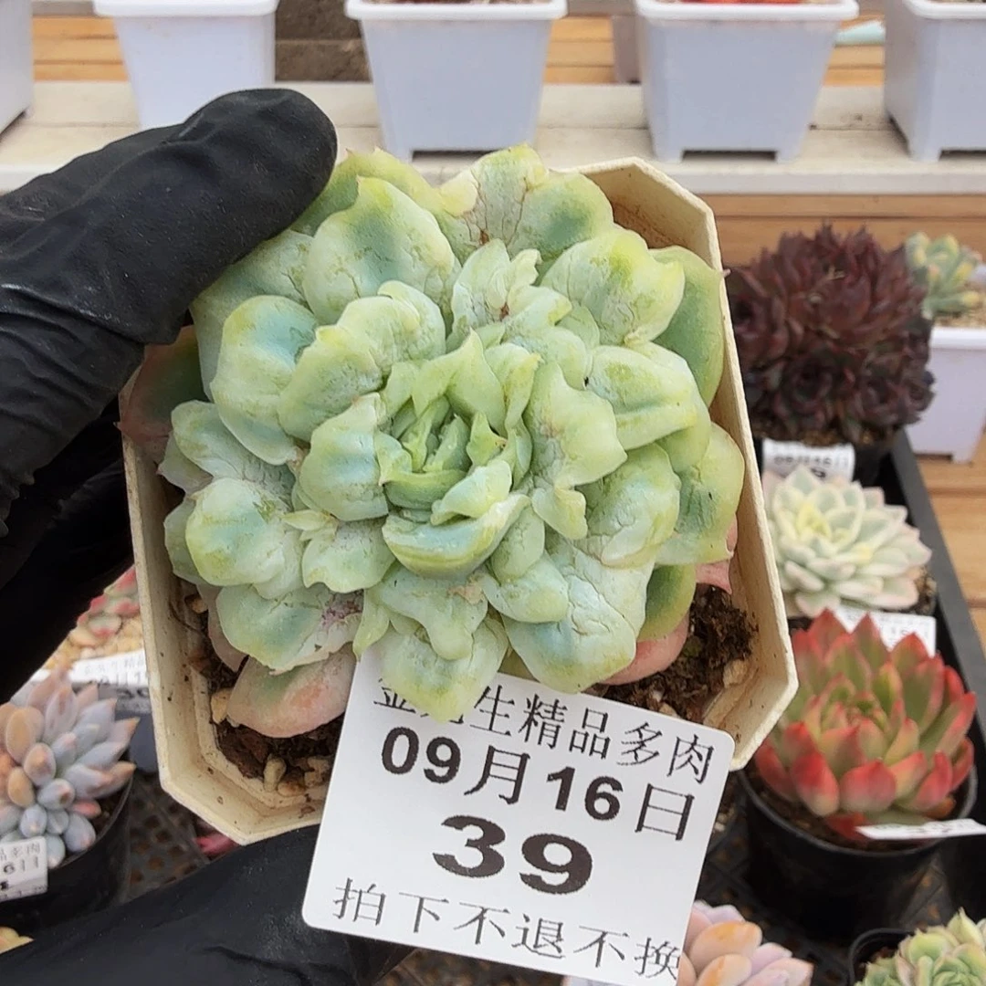 0916-39泡泡纱裙单头