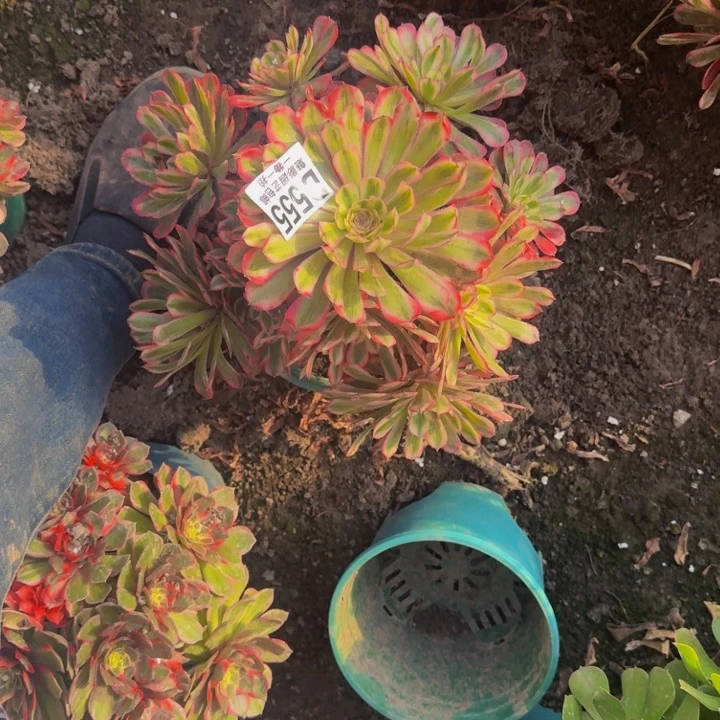 白月光花25-19包邮花花