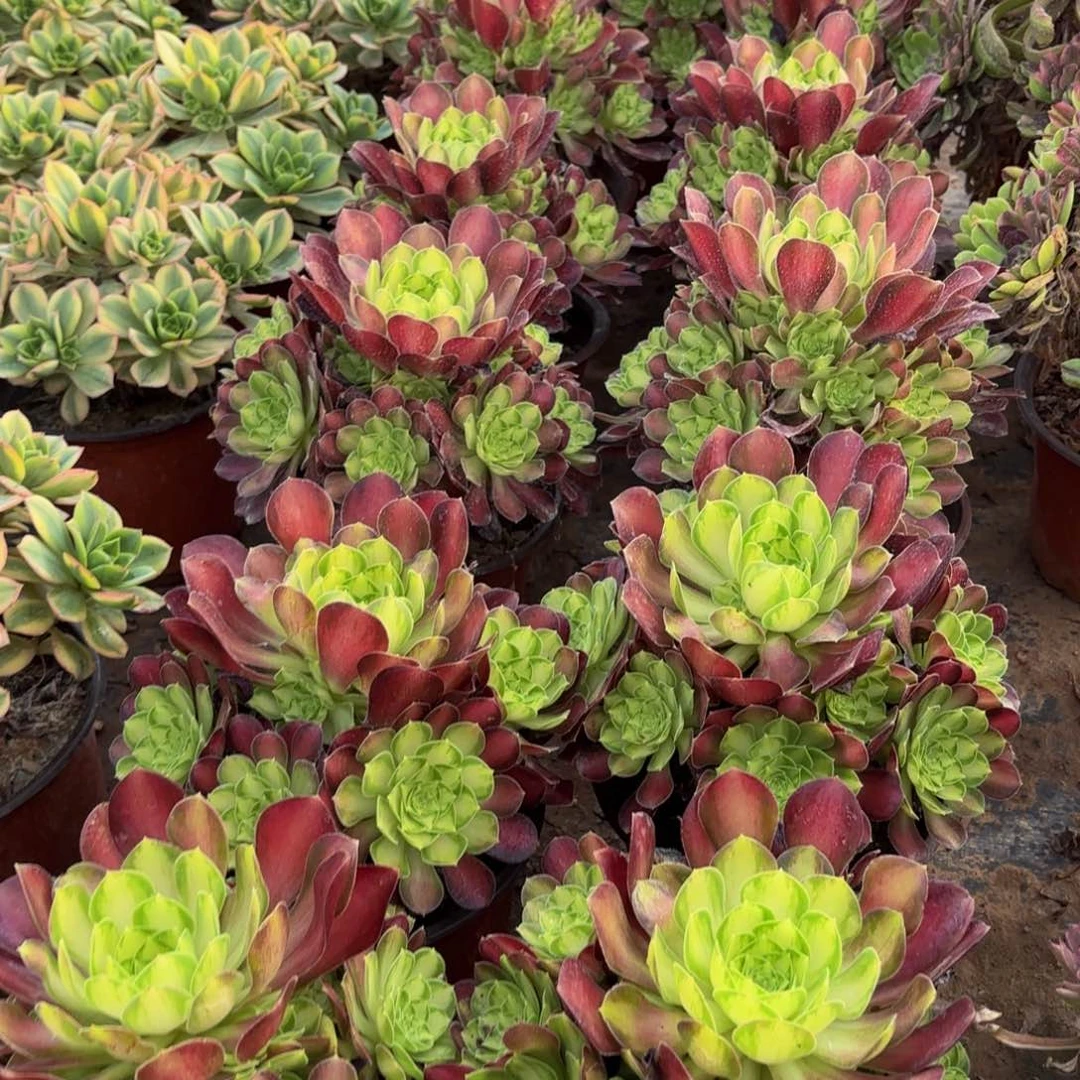 韶华9.9多肉植物