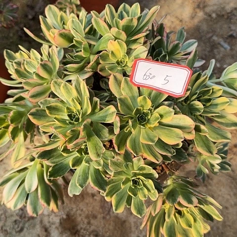 多肉植物甜茶630号