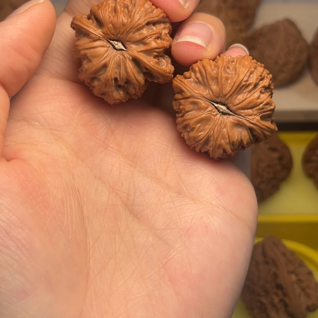 超***萌大叶紫檀（黑酸枝木类）
