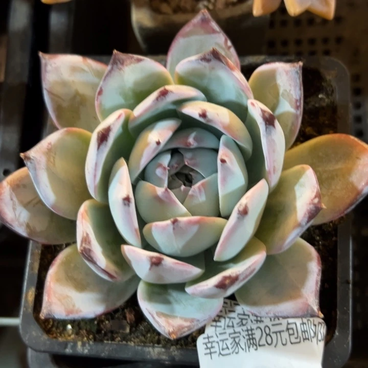 幸运的是我没有遇到你我