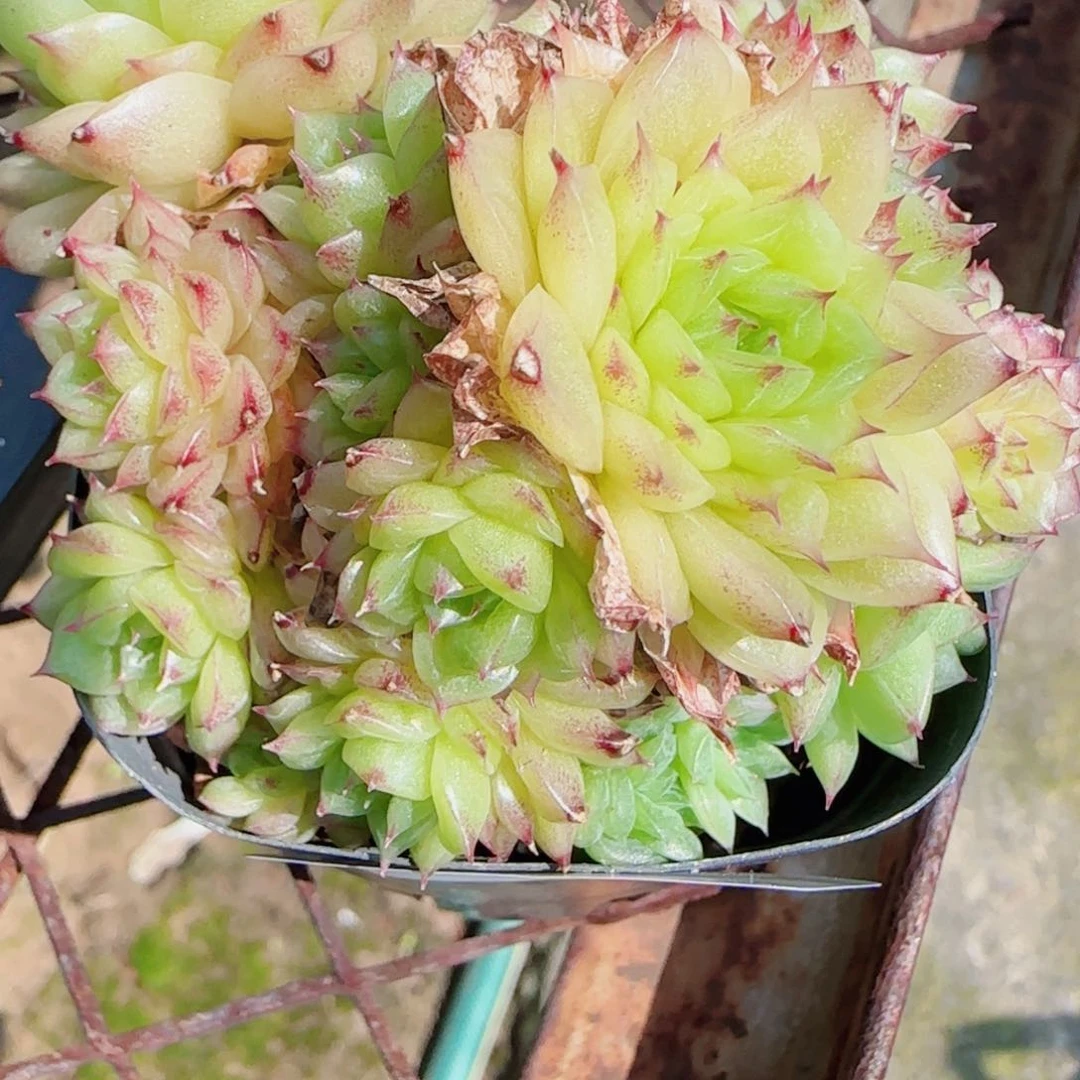 子***轩花语逸镜-0613-46散