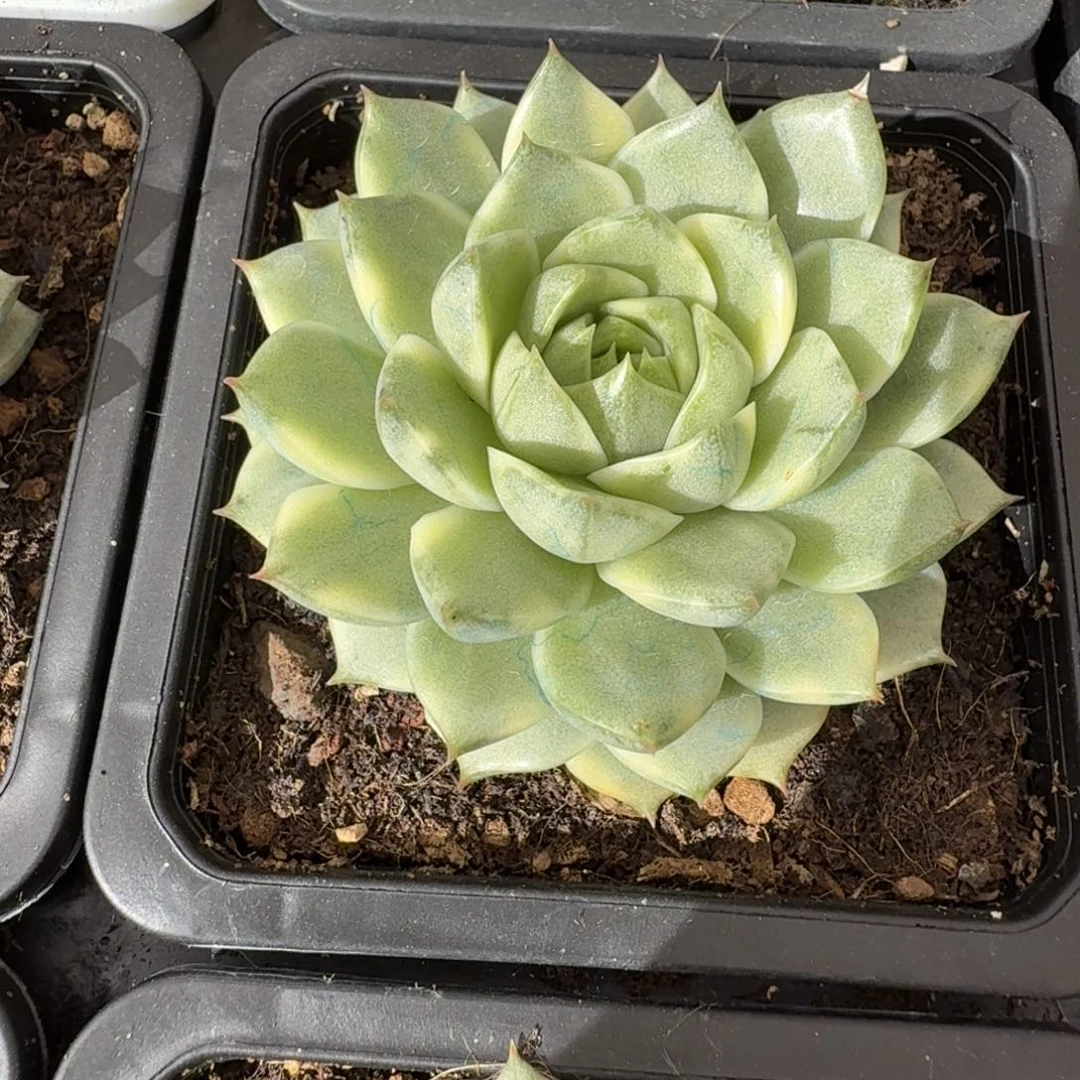 法比奥拉 安吉园艺锦锦