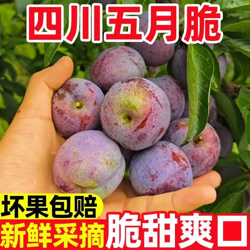 正宗四川五月脆凤凰李新鲜应季水果脆甜多汁