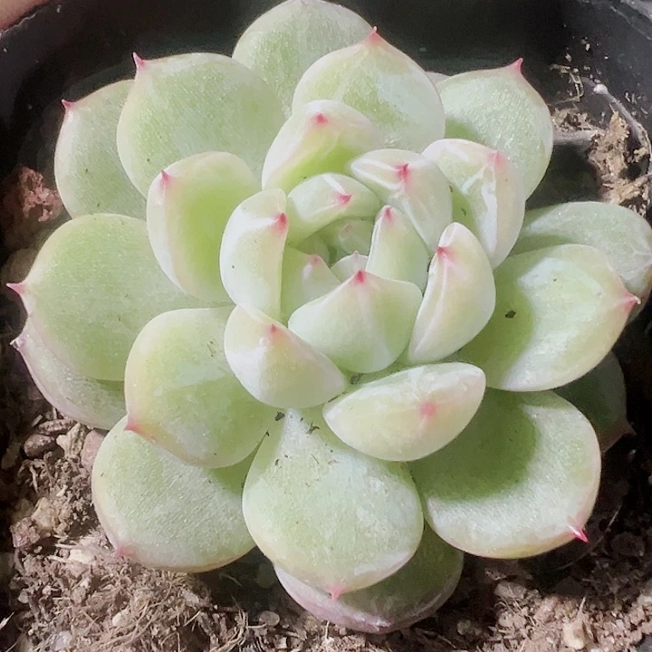 雪花珍妮精品多肉植物