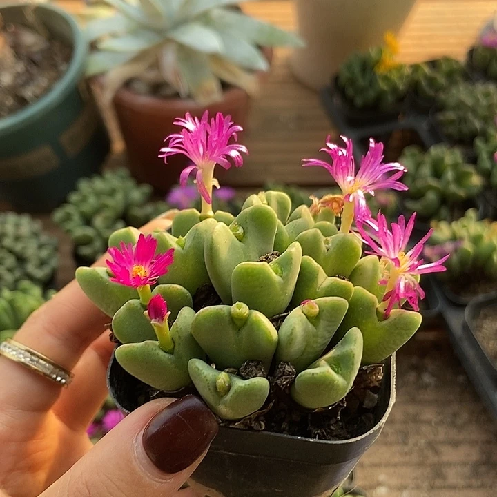 满20包邮多肉植物016