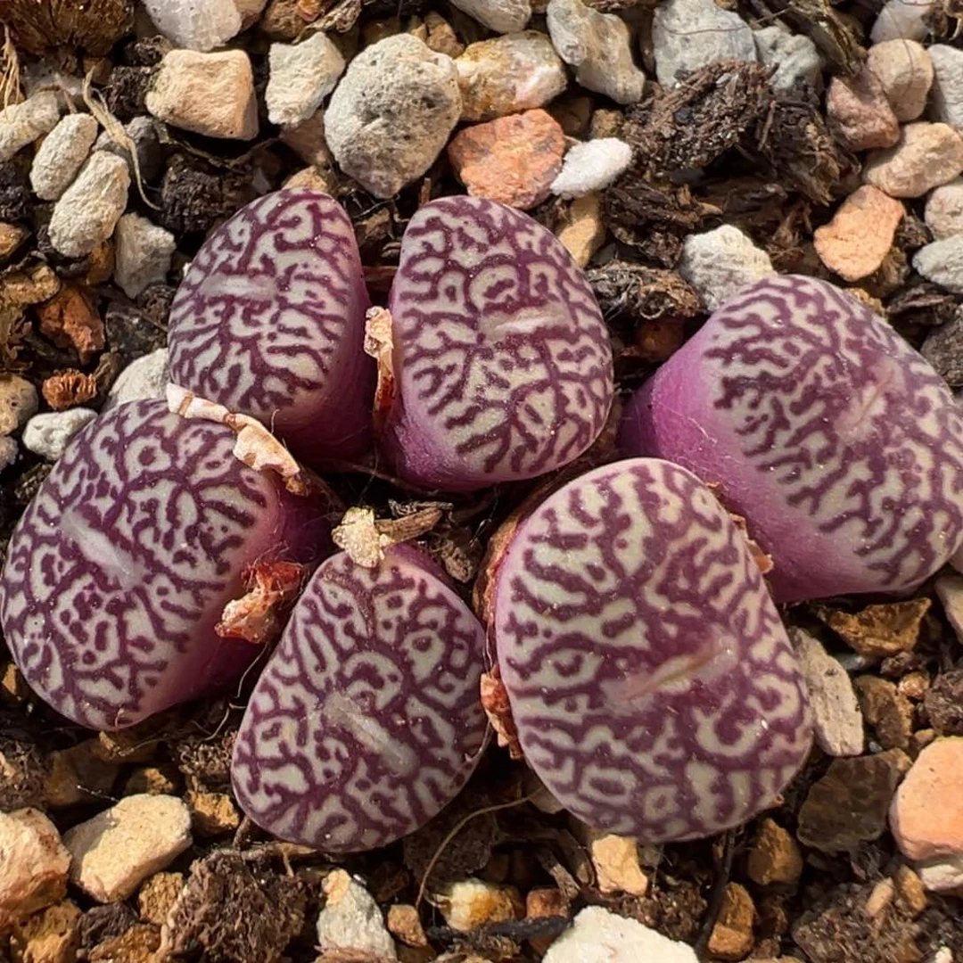 51多肉植物百科知识