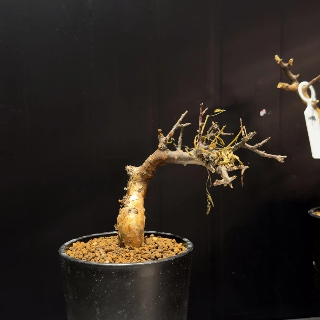 弗里希细叶没药哈哈
