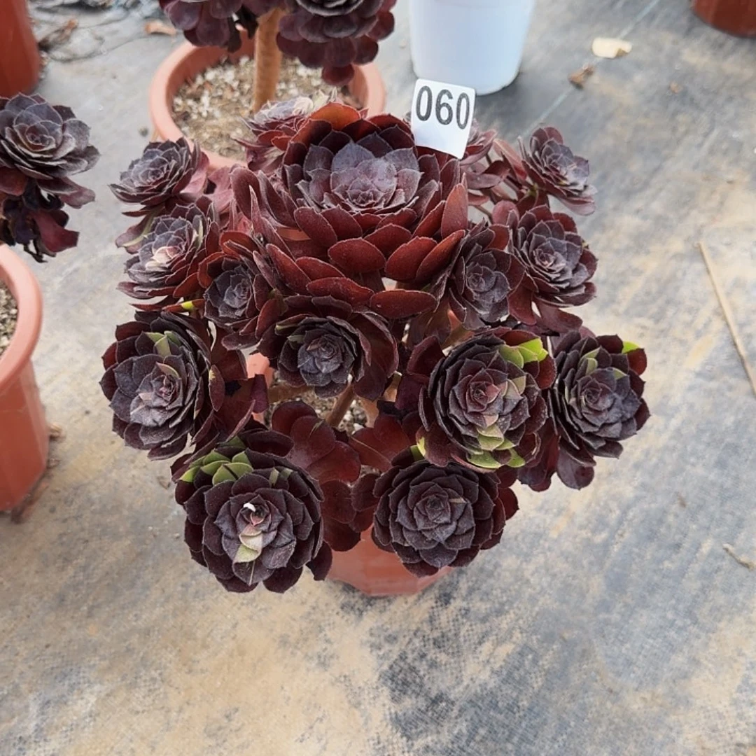 不开花植物060黑美人法师多肉