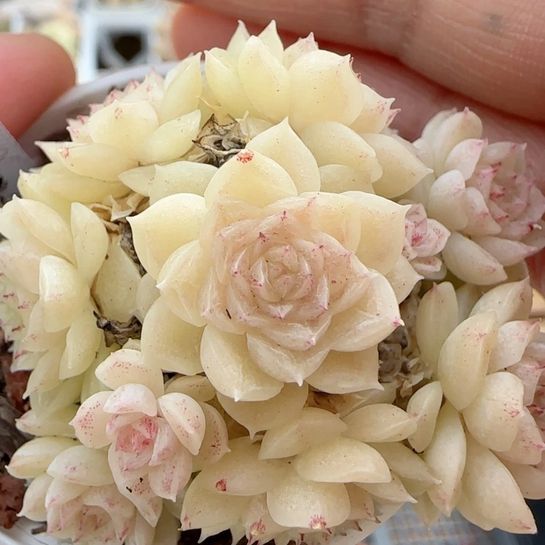 【闪购商品】0212-29（ttp-183）