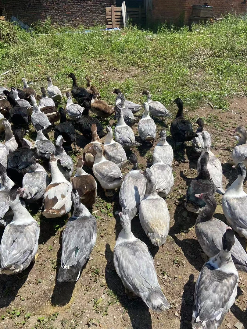 异色番鸭母好看有好吃生鲜顺丰包邮