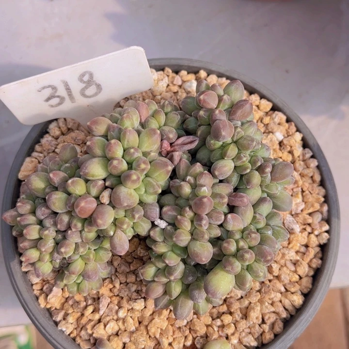 健健康康平平安安