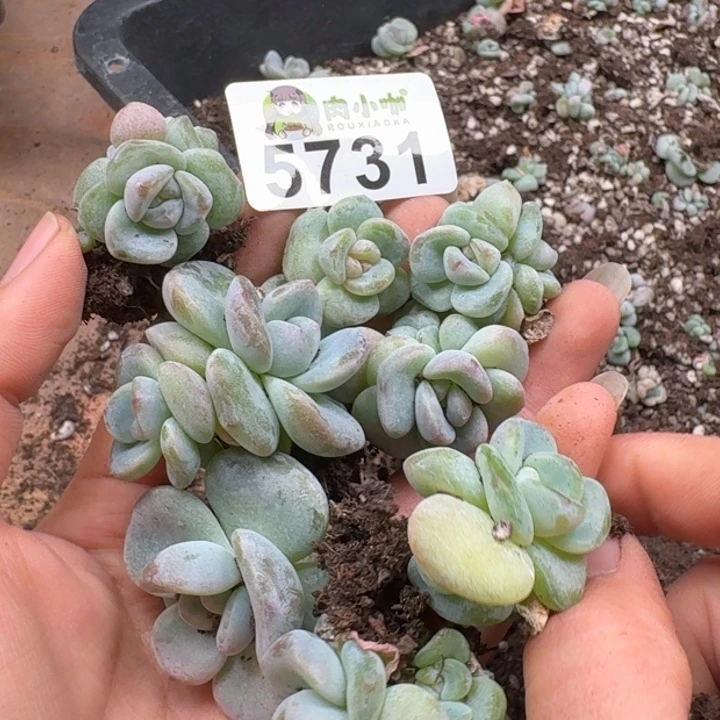 多肉植物多肉植物