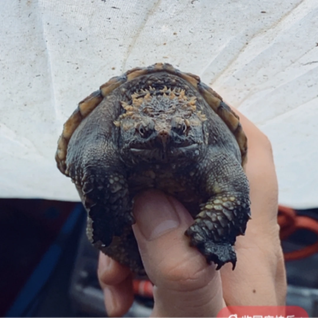 【直播精选】爆刺纯佛鳄观赏龟爆刺佛人工养殖小鳄龟原种野佛宠物龟