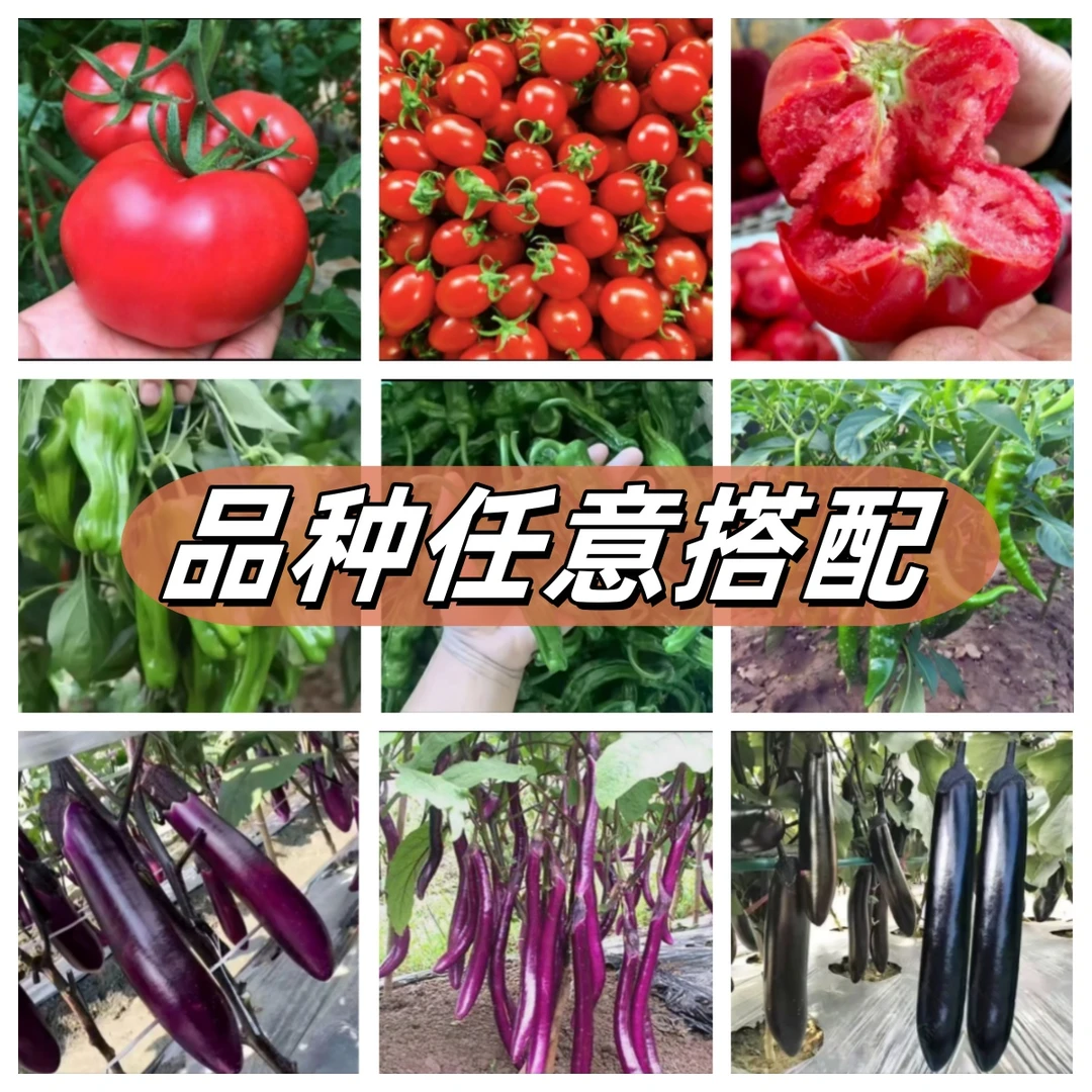 【三十颗品种任意搭配】西红柿辣椒茄子基地直发盆栽地栽抗病挂果
