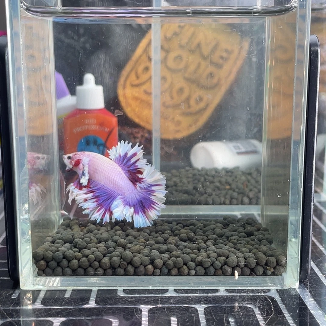 斗鱼15号1124早绣球hmpk