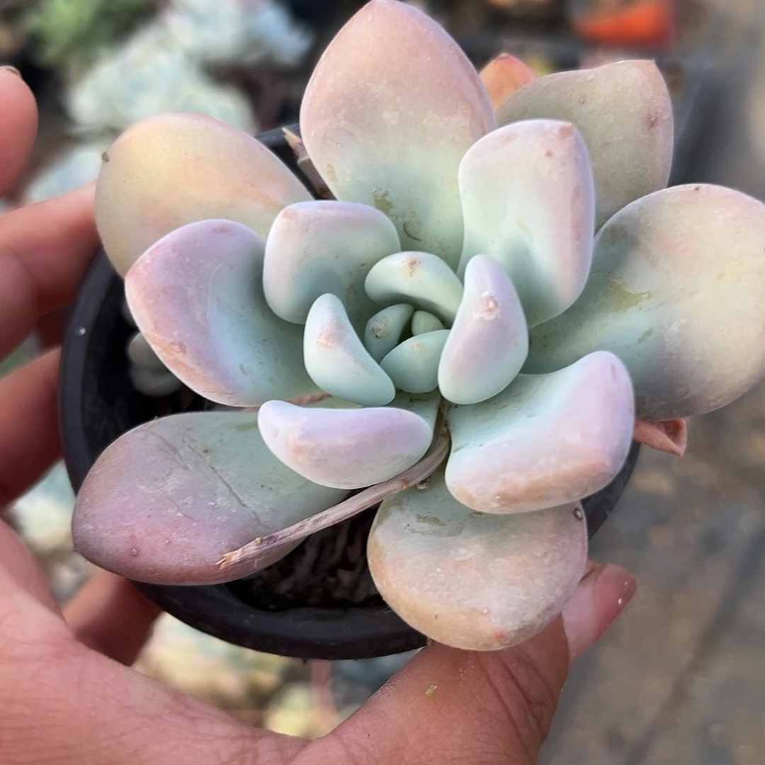 多肉植物奥普琳娜