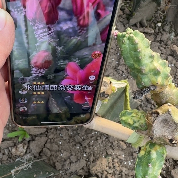 205红水仙无根侧牙软5公分左右