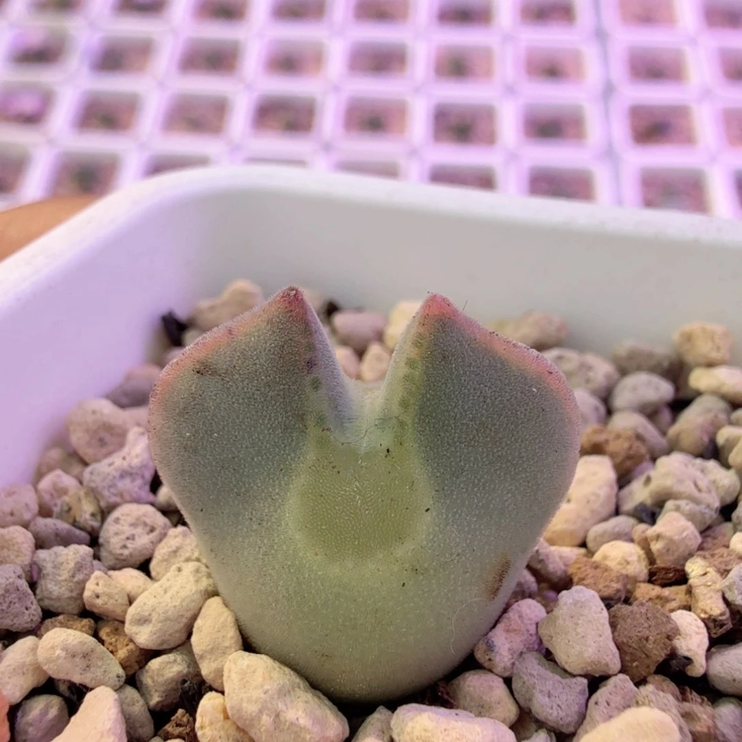 鲤鱼哥大眼睛 12-17-L13