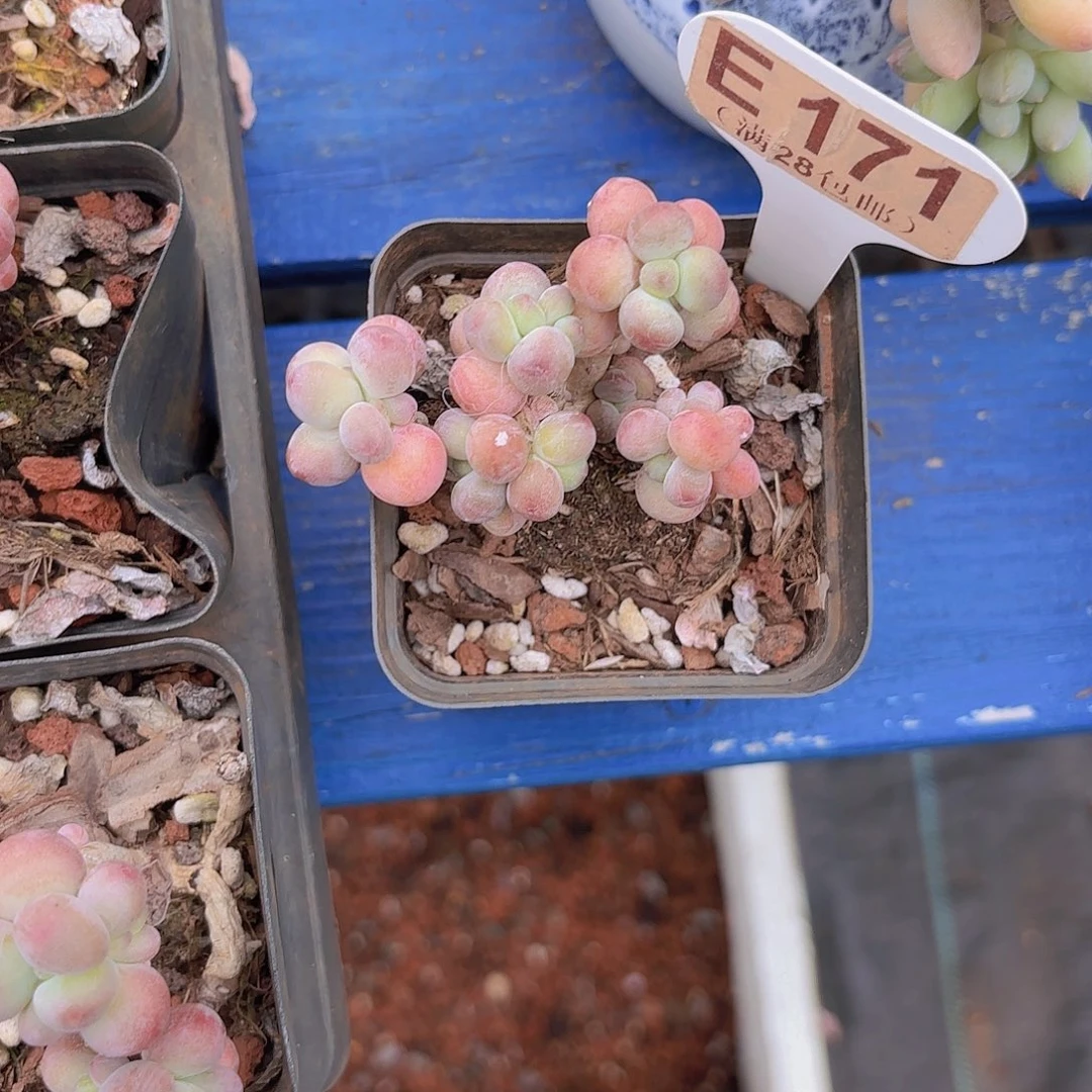 E171苹果奶一物一拍