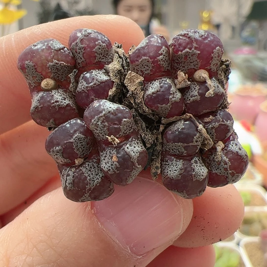 【闪购商品】214 开播福利