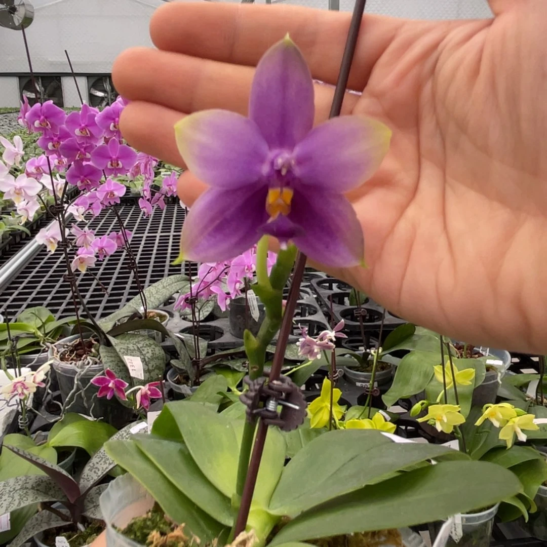 大部分花苞少量开放801美沙娜宝石