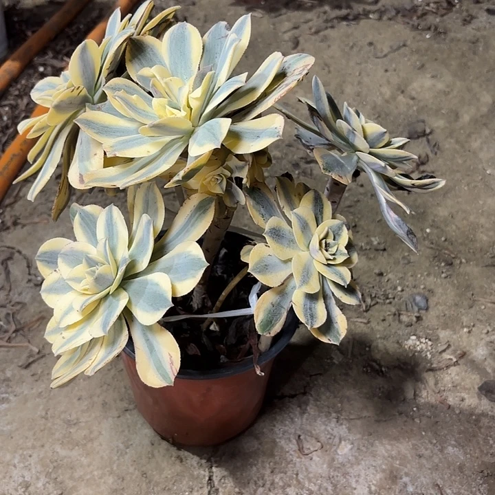 多肉植物法师灿烂38